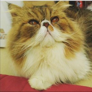 Meet your Posher, Phoebe